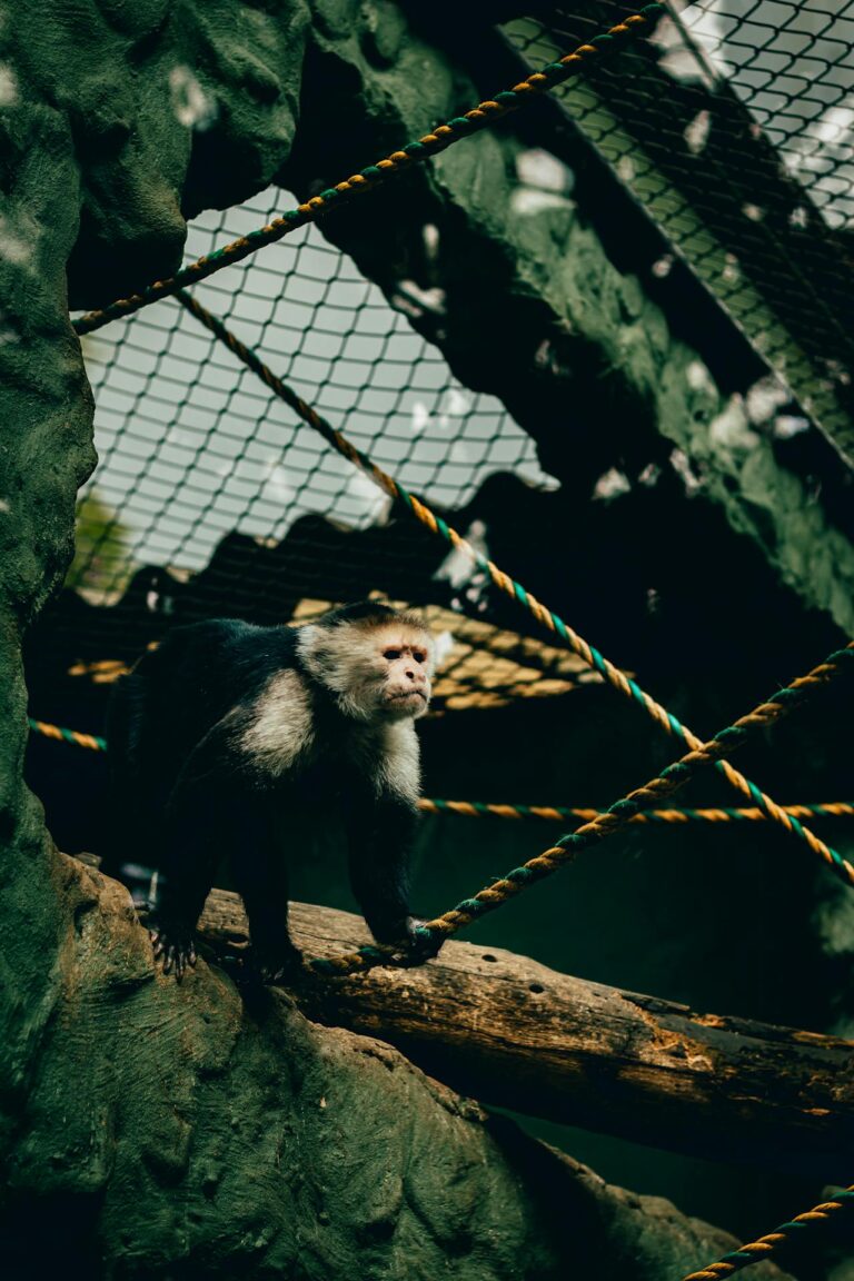 The Ultimate Wildlife Watching Guide: How to Experience Nature’s Greatest Show in 2026